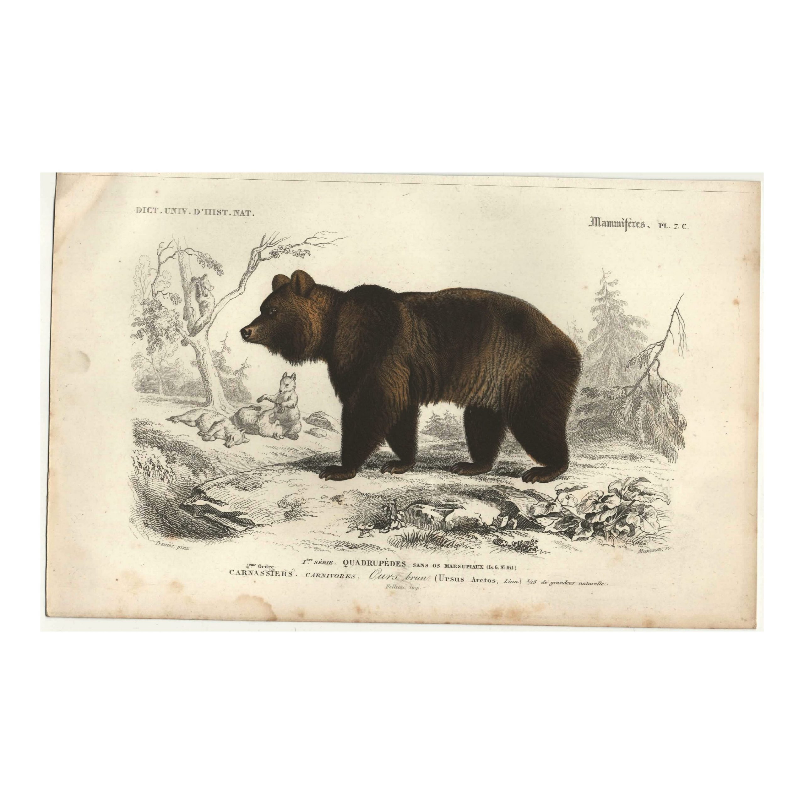 1849 E. Travies - Ours brun