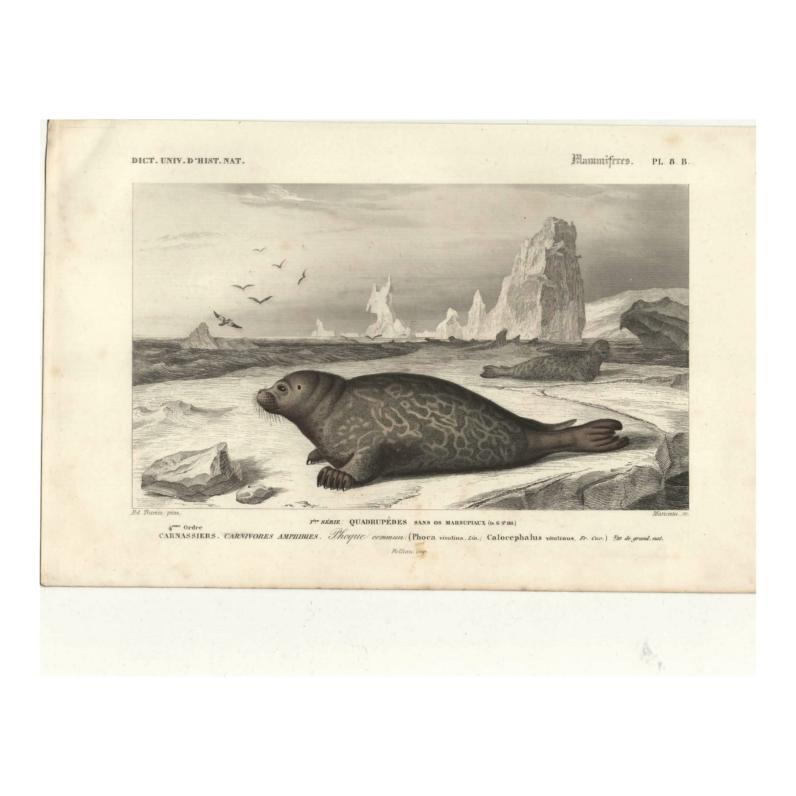 1849 E.Travies - Phoque