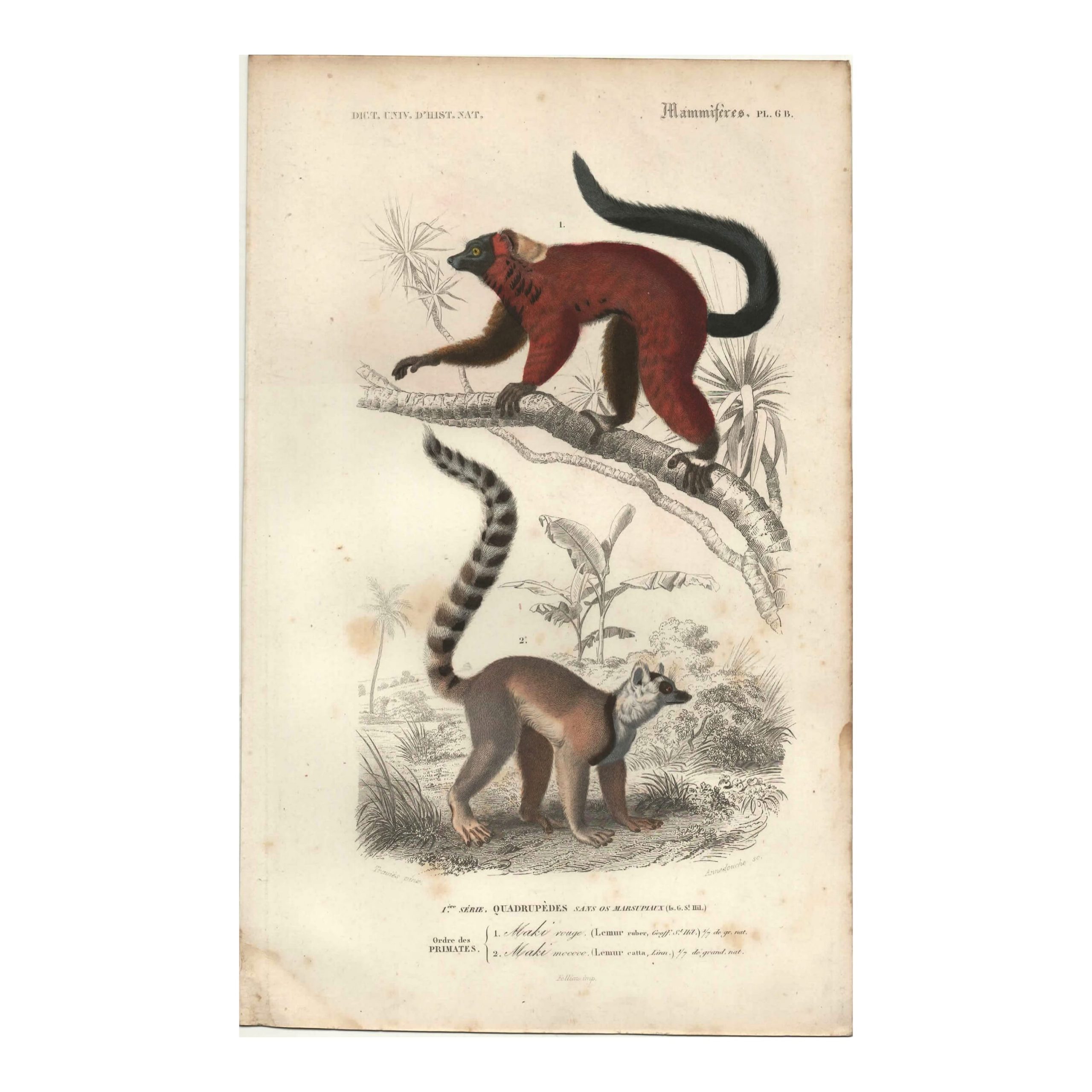 1849 E.Travies - Maki