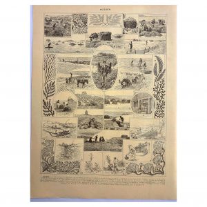 1928 M. Dessertenne - Algues