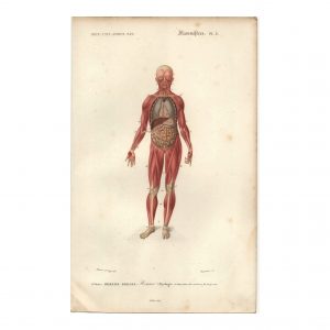 1849 M.St.Ange - Squelette Humain