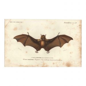 1849 P.L. Oudart - Chauve-Souris Rousette