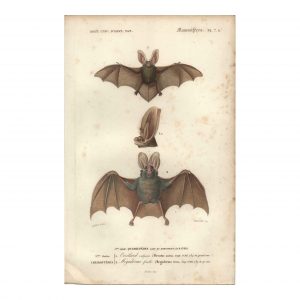 1849 P.L. Oudart - Chauve-Souris Oreillard