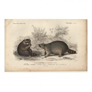 1849 E.Travies - Raton laveur