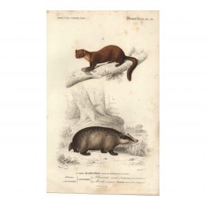 1849 Meunier - Blaireau et marte