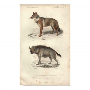1849 J.T. Susemihl - Chacal et hyène