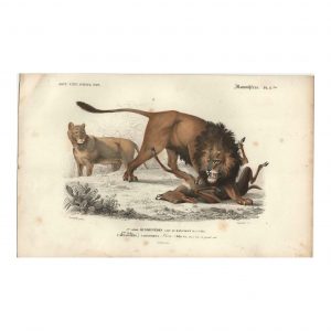 1849 J.T. Susemihl - Lion