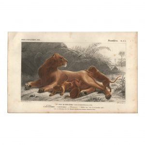 1849 E.Travies - Lionne avec ses lionceaux