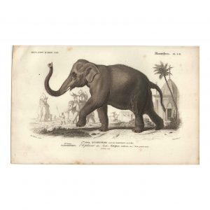 1849 E.Travies - Polatouche