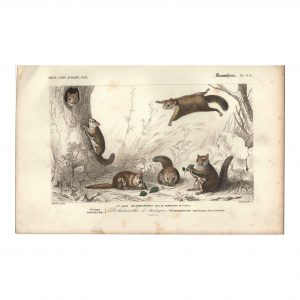 1849 E.Travies - Éléphant des indes