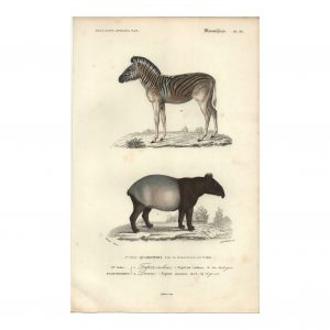 1849 J.Werner - Tapir et zèbre