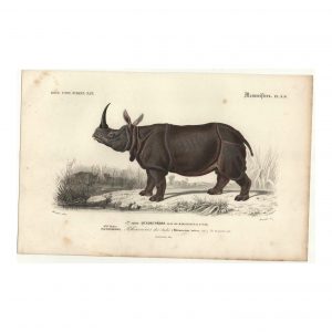 1849 Meunier - Rhinoceros