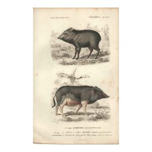1849 Meunier - Hippopotame