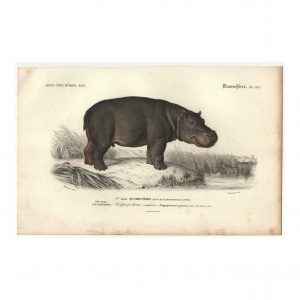 1849 E.Travies - Cochon des indes et pécari