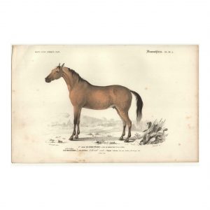 1849 J.T. Susemihl - Cheval