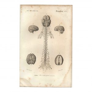 1849 M.St.Ange - Anatomie Humaine - Axe Cérébro-Spinal