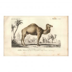 1849 E.Travies - Dromadaire