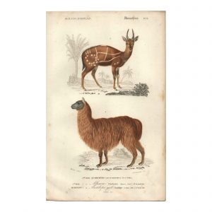 1849 J.Werner - Alpaca et antilope
