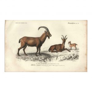 1849 E.Travies - Egagre