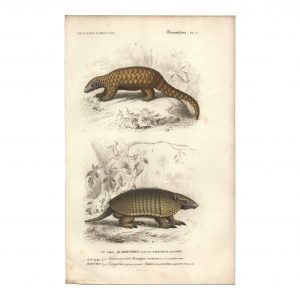 1849 E.Travies - Tatou et pangolin