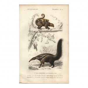 1849 E.Travies - Fourmilier