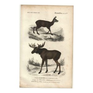 1849 Fournier - Chevrotain et élan