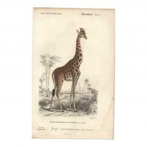 1849 Annedouche - Girafe