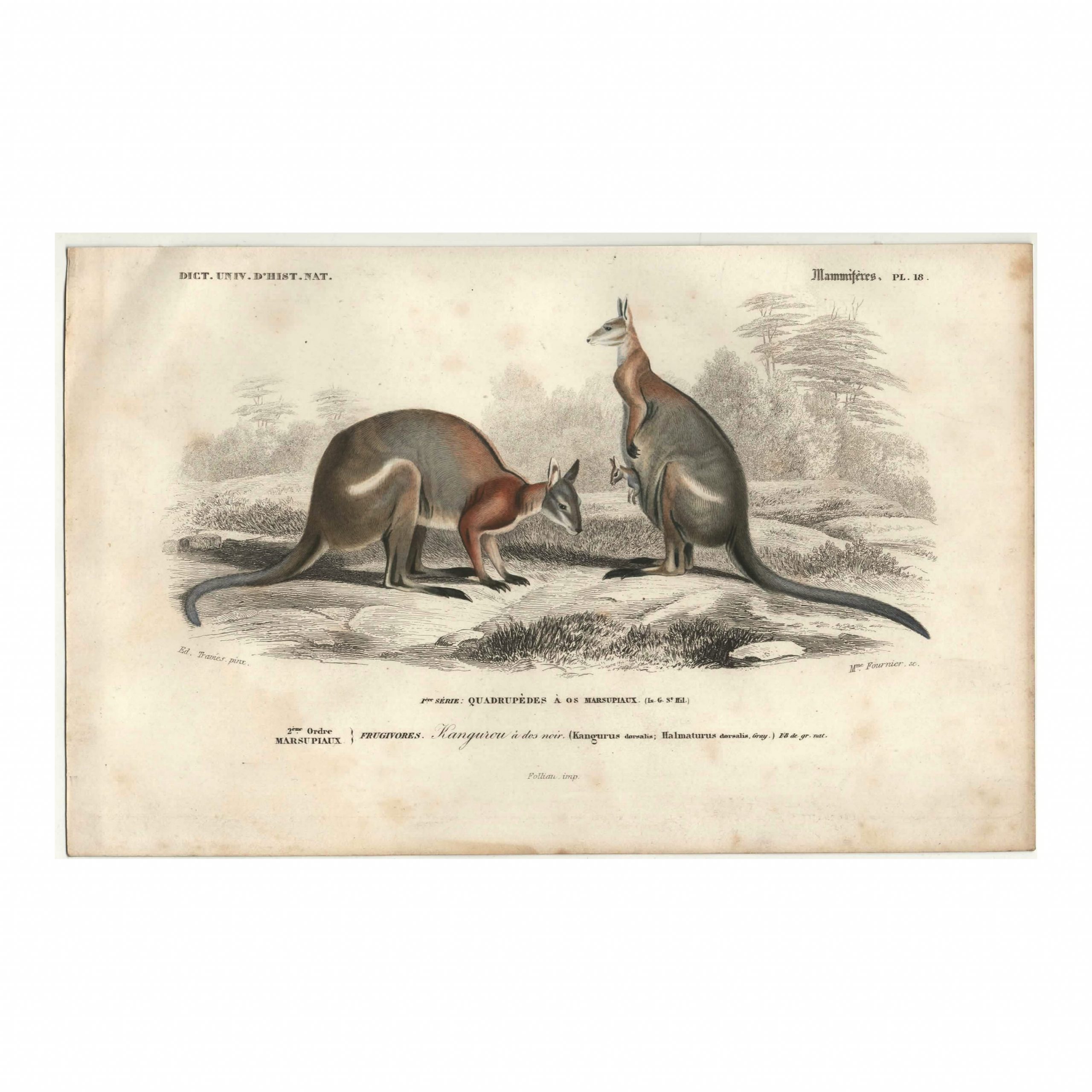 1849 E.Travies - Kangourou à dos noir