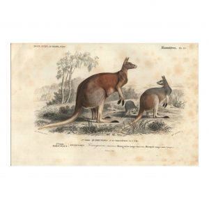 1849 E.Travies - Kangourou laineux