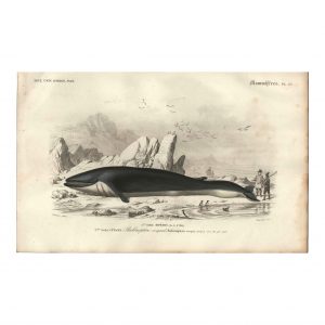 1849 E.Travies - Baleine à nageoires