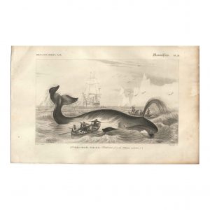 1849 E.Travies - Baleine