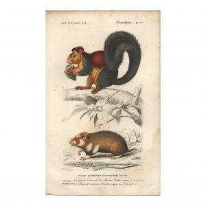 1849 E.Travies - Écureuil du Malabar et hamster
