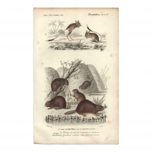 1849 E.Travies - Castor et gerboise