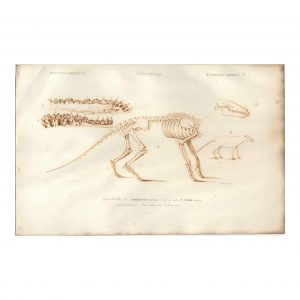 1849 Fournier - Squelette d'Anoplotherium inférieures