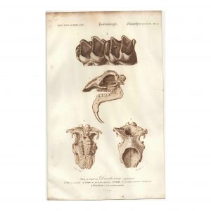 1849 P.L. Oudart - Crane et dent fossiles de Dinotherium