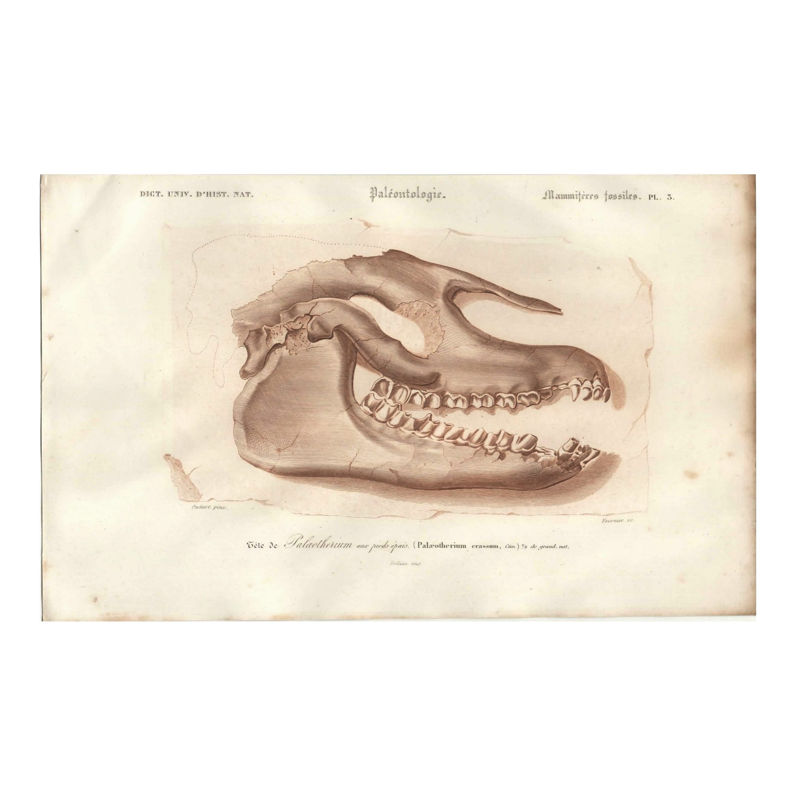 1849 P.L. Oudart - Tête de fossile Palæotherium