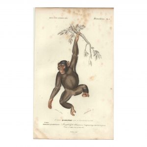 1849 J.Werner - Chimpanzé