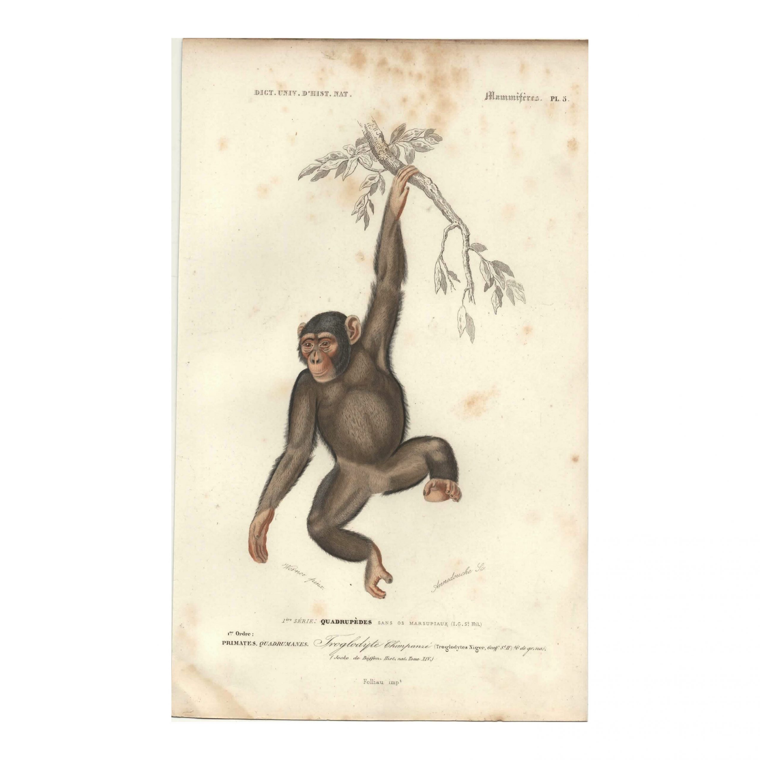 1849 J.Werner - Chimpanzé