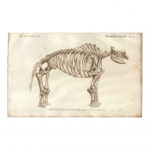 1849 P.L. Oudart - Squelette de Megatherium