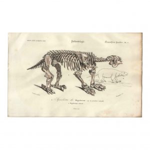 1849 - Squelette de Mastodonte