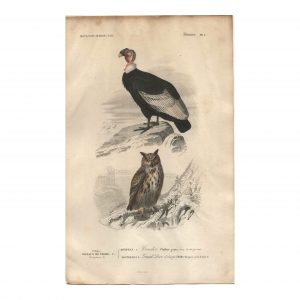 1849 E.Travies - Condor et Grand-Duc