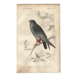 1849 E.Travies - Faucon Kobez