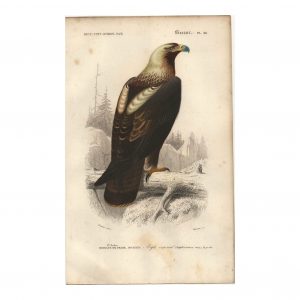1849 E.Travies - Aigle Impérial
