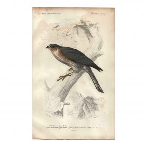 1849 E.Travies - Épervier Commun