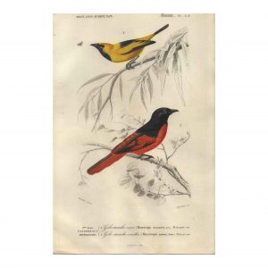 1849 E.Travies - Gobe-Mouche Erneir et Vermillon