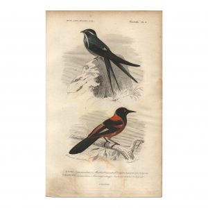 1849 E.Travies - Martinet à Moustache et Carouge