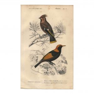 1849 E.Travies - Jaseur de Bohème et Séricule