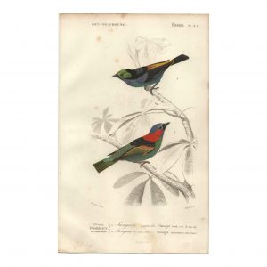 1849 E.Travies - Tangara Septicolore et à Tête Bleue