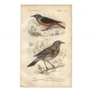 1849 E.Travies - Merle