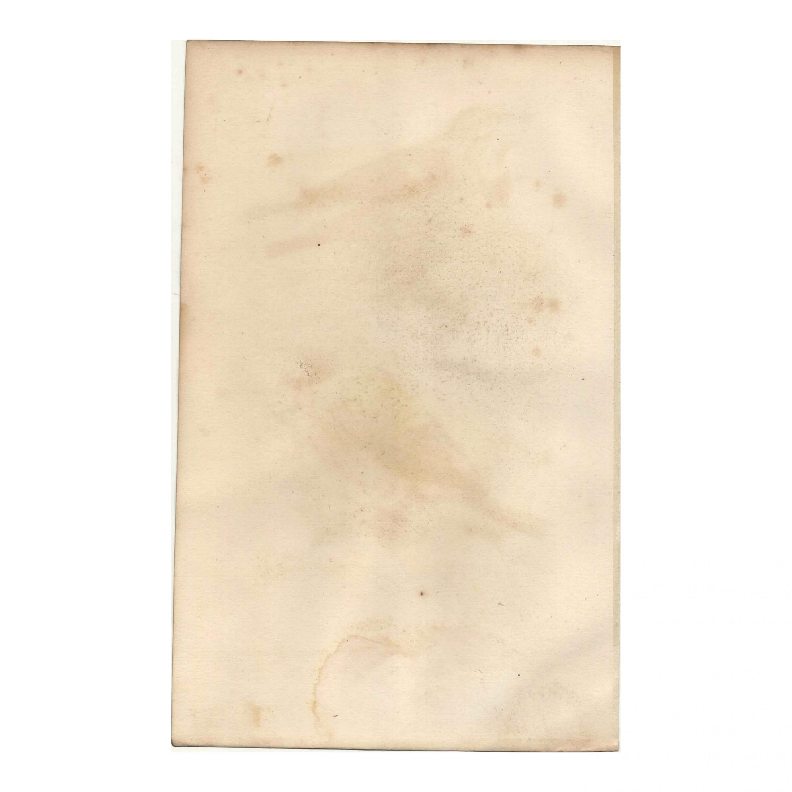 1849 E. Travies - Traquet Stapazin et Rubiette Calliope